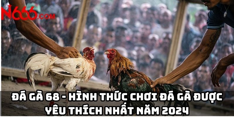 Đá gà 68 - Hình thức chơi đá gà được yêu thích nhất năm 2024