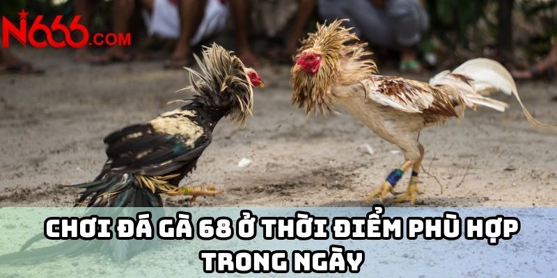 Chơi đá gà 68 ở thời điểm phù hợp trong ngày