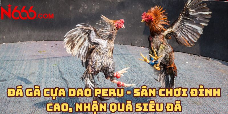 Đá gà cựa dao Peru - Sân chơi đỉnh cao, nhận quà siêu đã