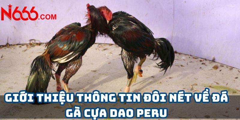 Giới thiệu thông tin đôi nét về đá gà cựa dao Peru