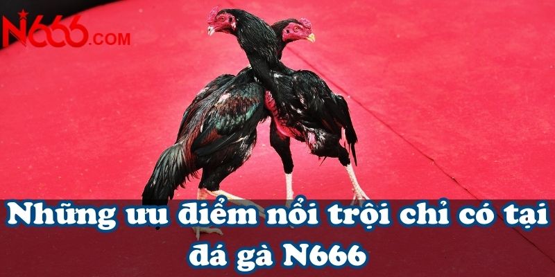 Những ưu điểm nổi trội chỉ có tại đá gà N666