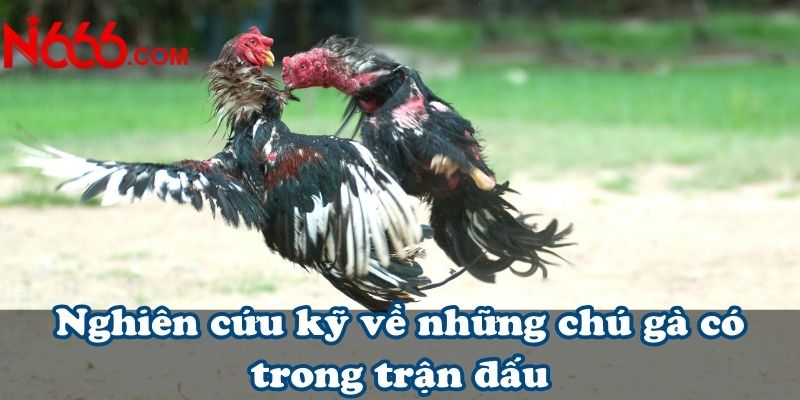 Nghiên cứu kỹ về những chú gà có trong trận đấu