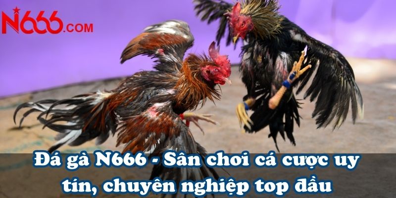 Đá gà N666 - Sân chơi cá cược uy tín, chuyên nghiệp top đầu