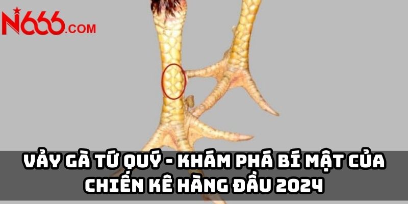 Vảy gà Tứ Quý - Khám phá bí mật của chiến kê hàng đầu 2024