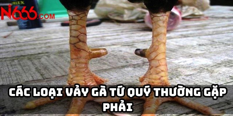 Các loại vảy gà Tứ Quý thường gặp phải